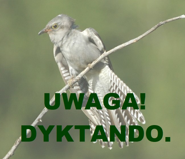 Dyktando