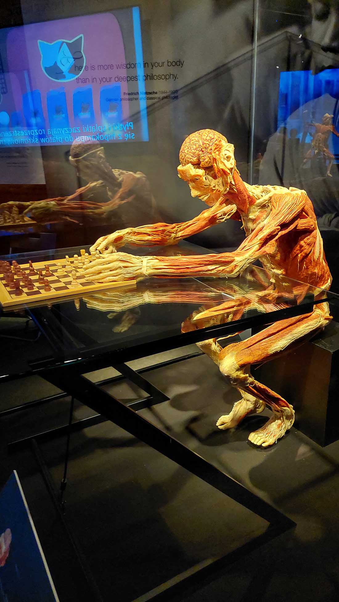 LEKCJA ANATOMII